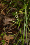 White edge sedge